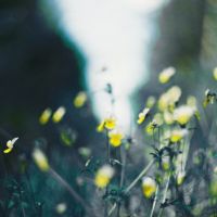 somewhere in the forest